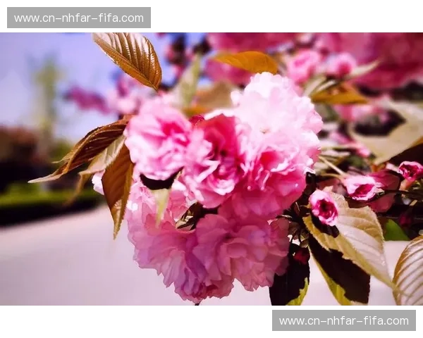 大板樱花vs：一场穿越时空的视觉盛宴，樱花盛放的温柔絮语